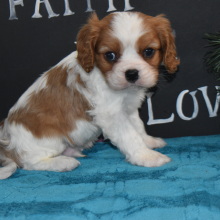 Cavalier King Charles Spaniel Puppy Rollo