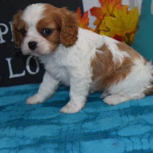 Cavalier King Charles Spaniel Puppy Rollo