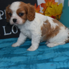 Cavalier King Charles Spaniel Puppy Rollo