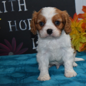 Cavalier King Charles Spaniel Puppy Rollo