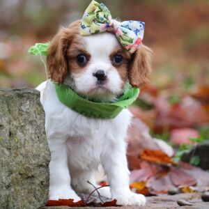 Cavalier King Charles Spaniel Puppy Aspen
