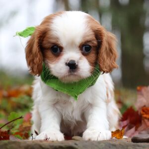 Cavalier King Charles Spaniel Puppy Aspen