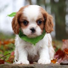 Cavalier King Charles Spaniel Puppy Aspen
