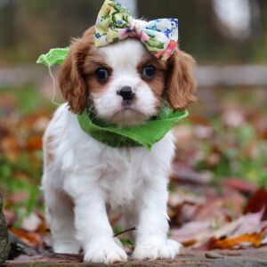 Cavalier King Charles Spaniel Puppy Aspen