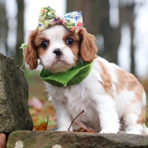 Cavalier King Charles Spaniel Puppy Aspen
