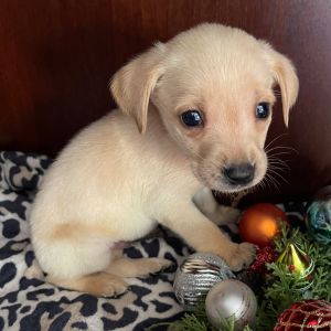 Labrador Retriever Puppy Deuce