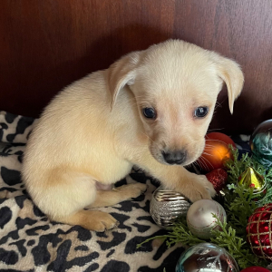 Labrador Retriever Puppy Deuce