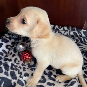 Labrador Retriever Puppy Deuce