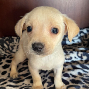 Labrador Retriever Puppy Deuce
