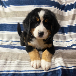 Bernese Mountain Dog Puppy Dot