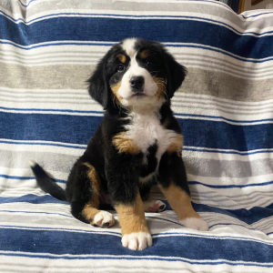 Bernese Mountain Dog Puppy Dot