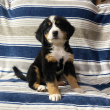 Bernese Mountain Dog Puppy Dot