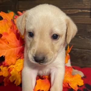 Labrador Retriever Puppy Annie