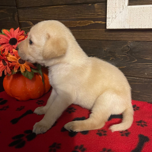 Labrador Retriever Puppy Annie