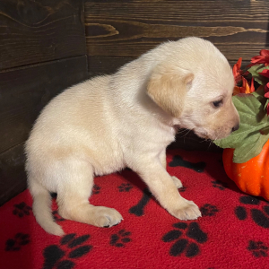 Labrador Retriever Puppy Annie