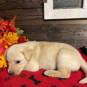 Labrador Retriever Puppy Annie