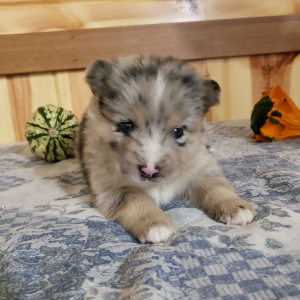 Pomsky Puppy Merle