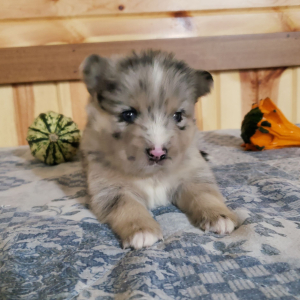 Pomsky Puppy Merle