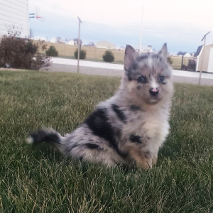 Pomsky Puppy Merle