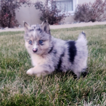 Pomsky Puppy Merle