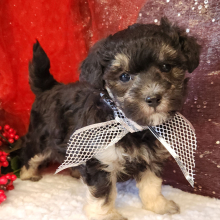 Maltipoo Puppy Shaq