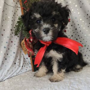 Maltipoo Puppy Shaq