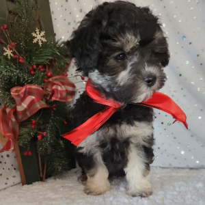 Maltipoo Puppy Shaq