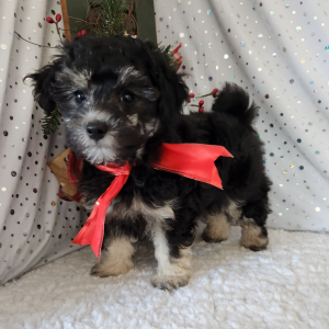 Maltipoo Puppy Shaq