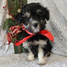 Maltipoo Puppy Shaq