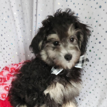Maltipoo Puppy Shaq