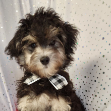 Maltipoo Puppy Shaq