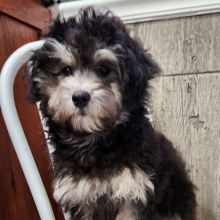 Maltipoo Puppy Shaq