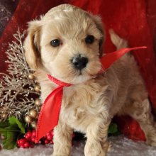 Maltipoo Puppy Boone