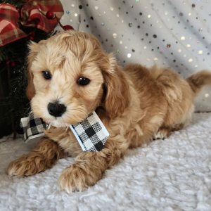 Maltipoo Puppy Boone