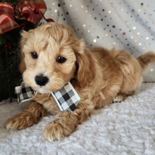 Maltipoo Puppy Boone