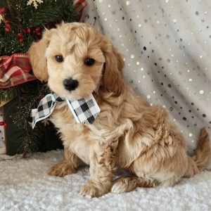 Maltipoo Puppy Boone
