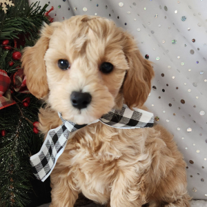 Maltipoo Puppy Boone