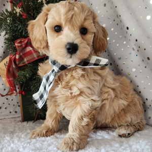 Maltipoo Puppy Boone