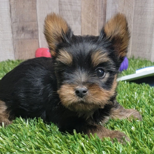 Yorkshire Terrier Puppy Scooby