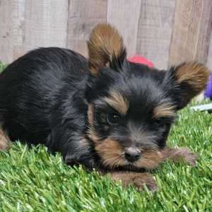 Yorkshire Terrier Puppy Scooby