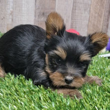 Yorkshire Terrier Puppy Scooby