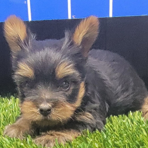 Yorkshire Terrier Puppy Scooby