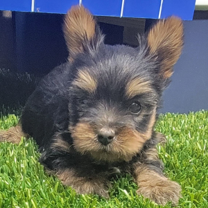 Yorkshire Terrier Puppy Scooby