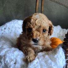 Poodle Puppy Malachi