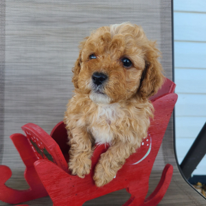 Poodle Puppy Malachi