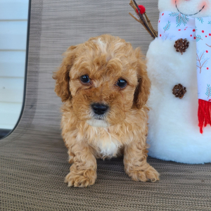 Poodle Puppy Malachi