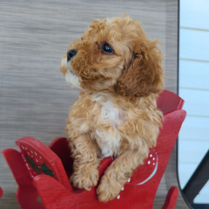 Poodle Puppy Malachi