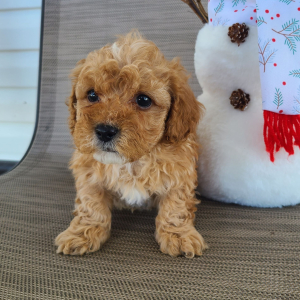Poodle Puppy Malachi