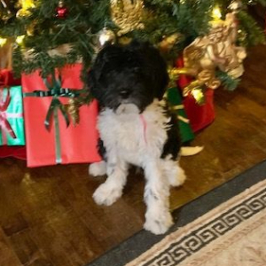 Labradoodle Puppy Grace