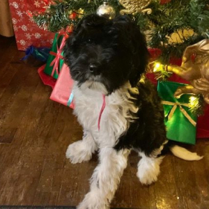 Labradoodle Puppy Grace